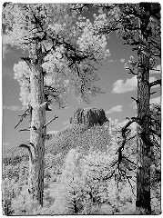 Mesa & Pines Infrared South of Canyon De Chelly, AZ  Dave Hickey